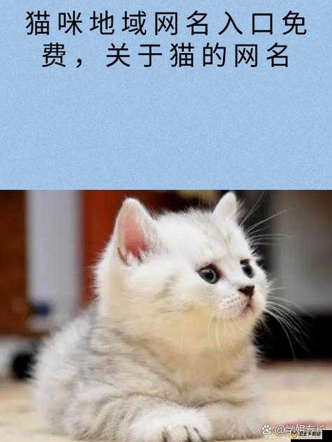 猫咪最新地域网名是什么啥：探寻其背后的独特含义与文化